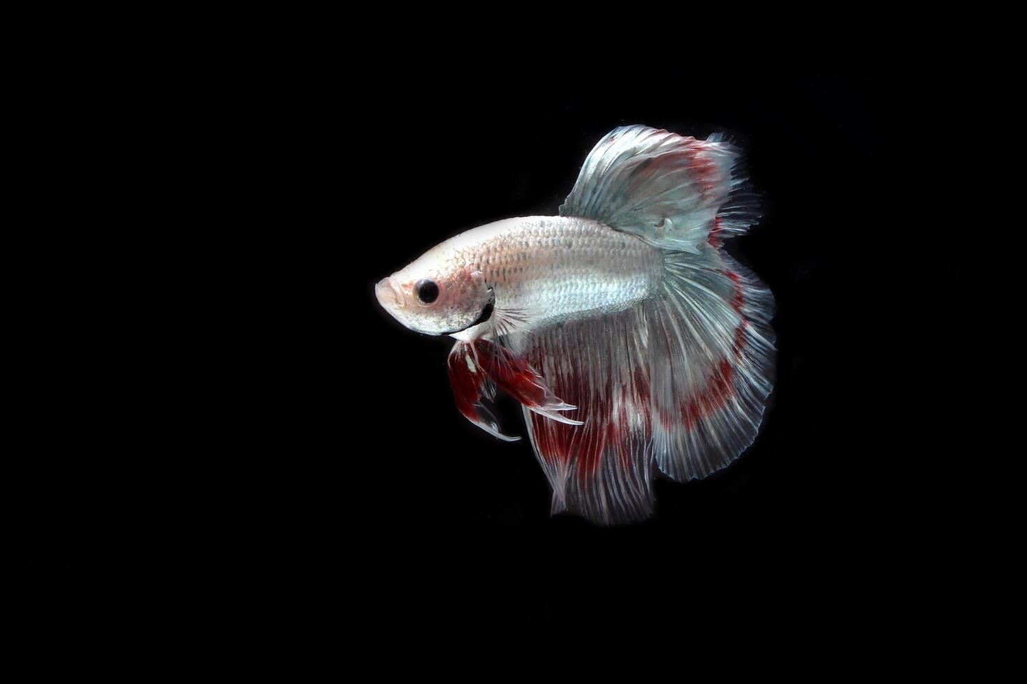 Beautiful Platinum cooper halfmoon  betta fish photo
