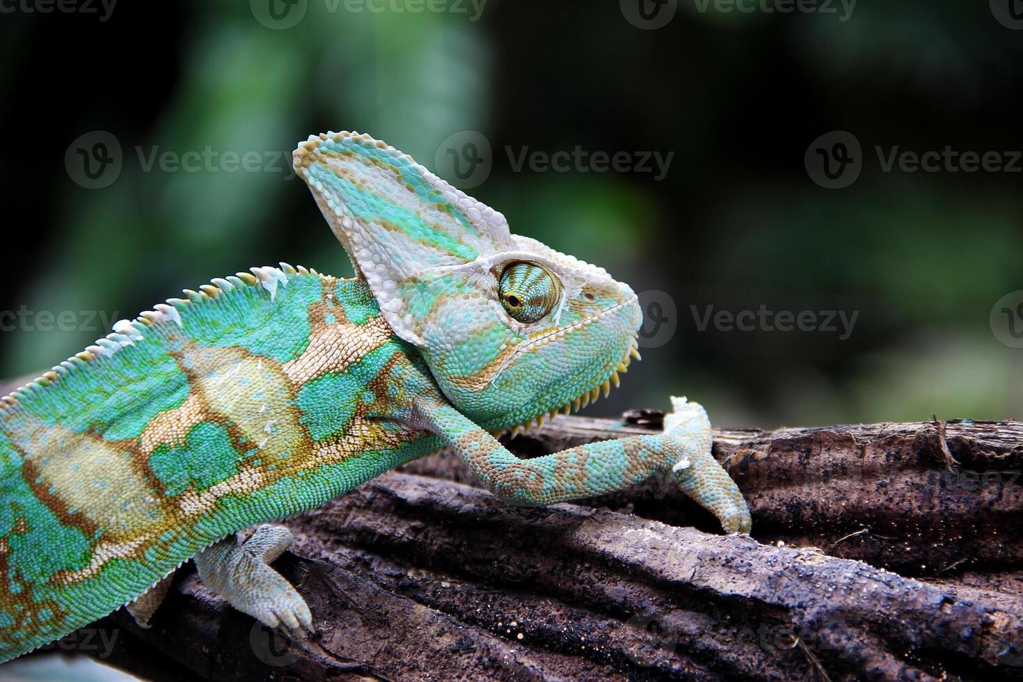 The veiled chameleon ,Chamaeleo calyptratus photo