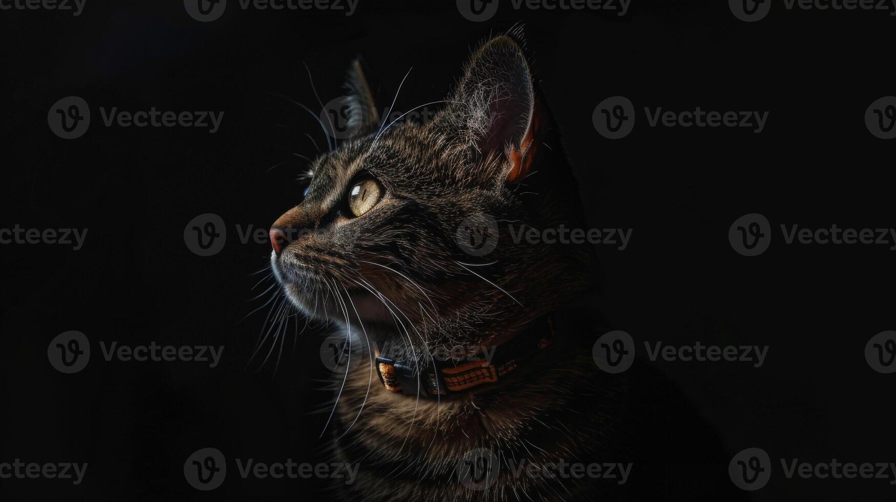 AI generated Cat with a cat collar professional photography photo