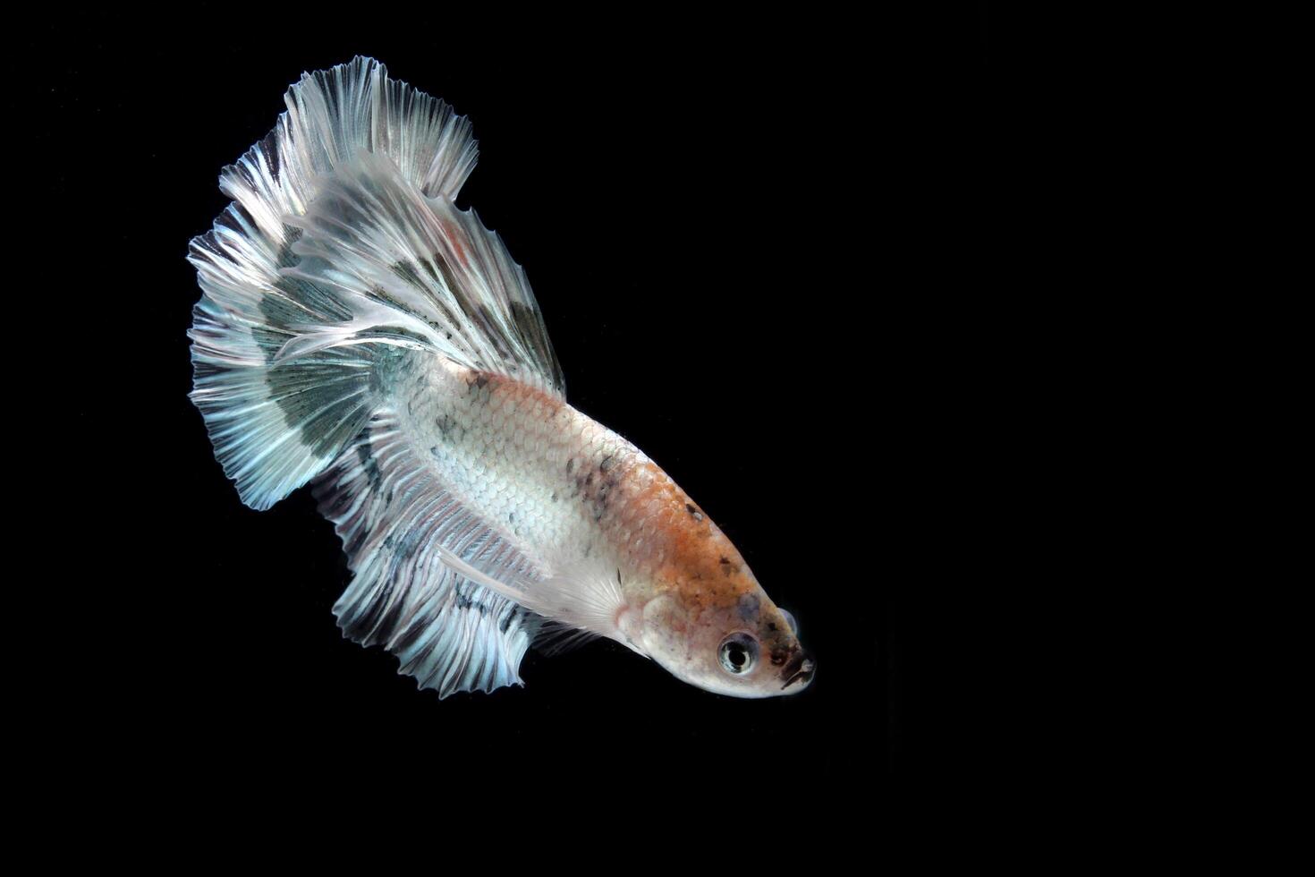 Beautiful Platinum cooper halfmoon  betta fish photo