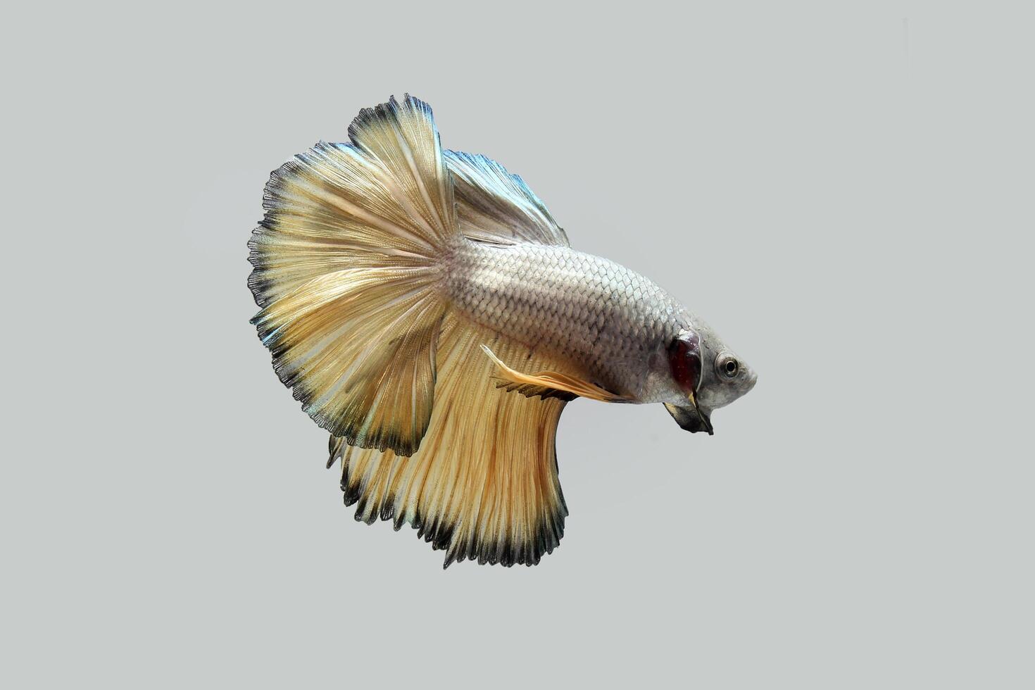 Yellow pineapple dragon halmoon betta photo