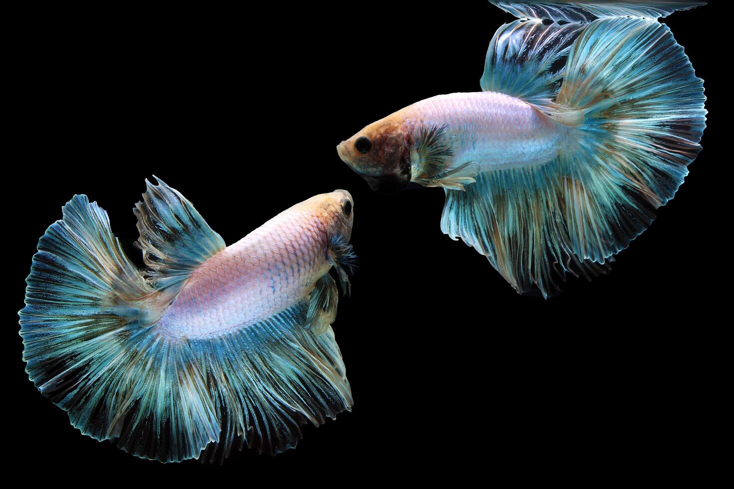 Rainbow halfmoon betta on black, betta fish, halfmoon tail betta photo