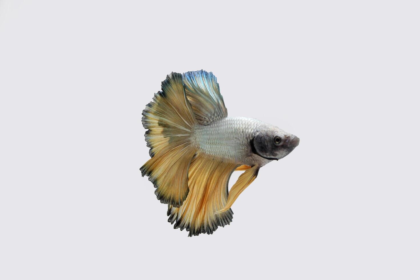 Yellow pineapple dragon halmoon betta photo