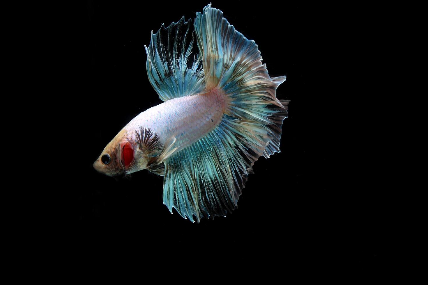 Rainbow halfmoon betta on black, betta fish, halfmoon tail betta photo