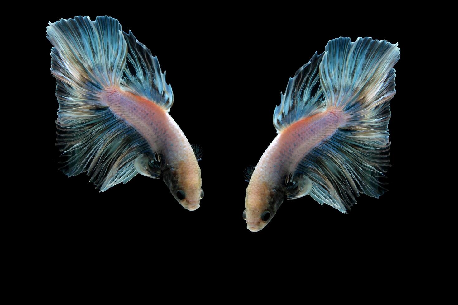 Rainbow halfmoon betta on black, betta fish, halfmoon tail betta photo