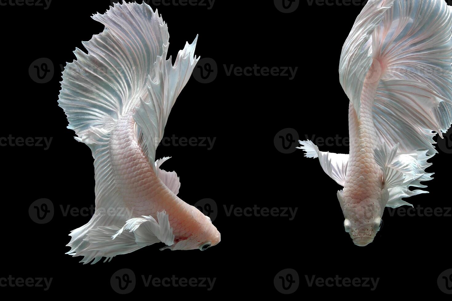 Platinum Halfmoon dumbo ear betta fish on black background photo