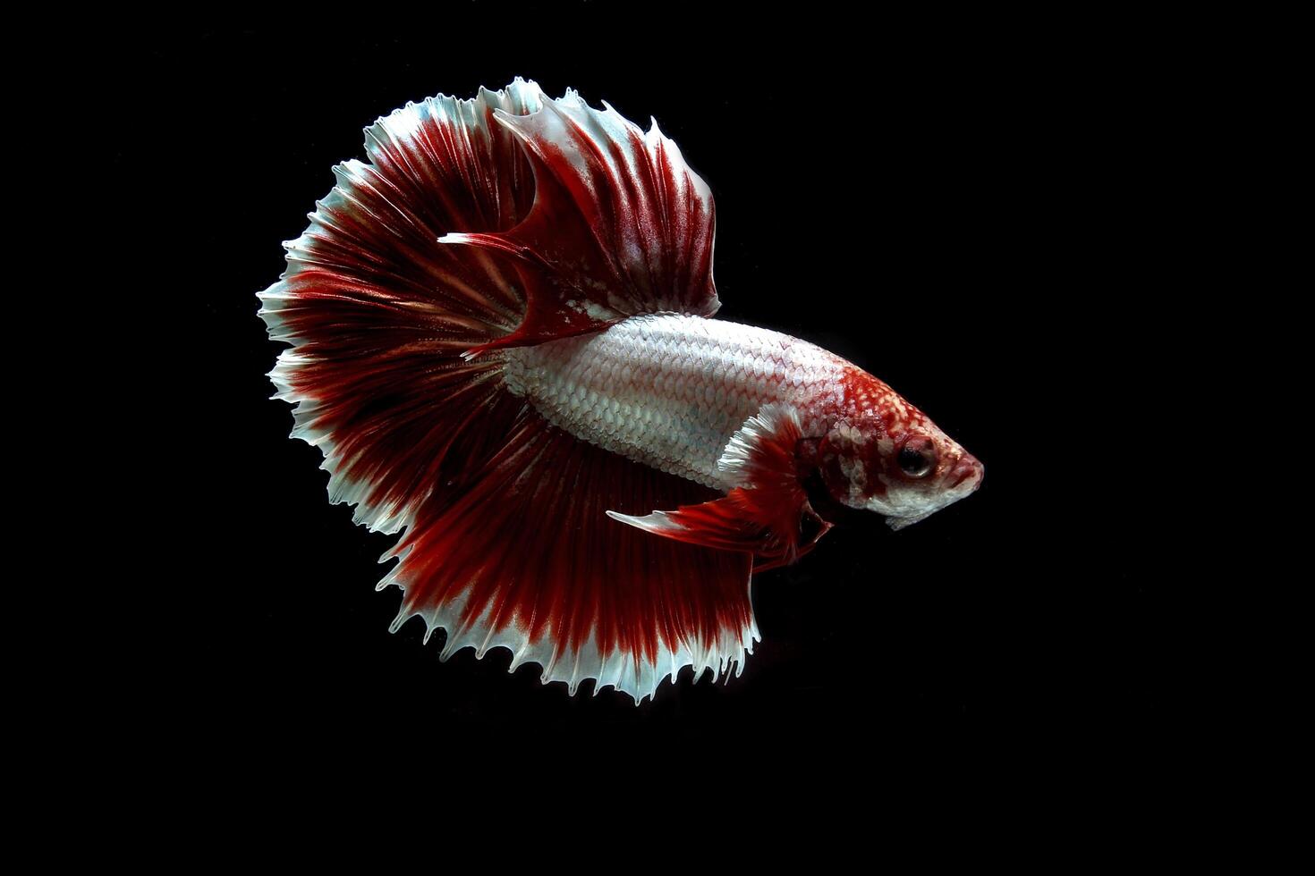 Red lavender rose tail betta fish photo
