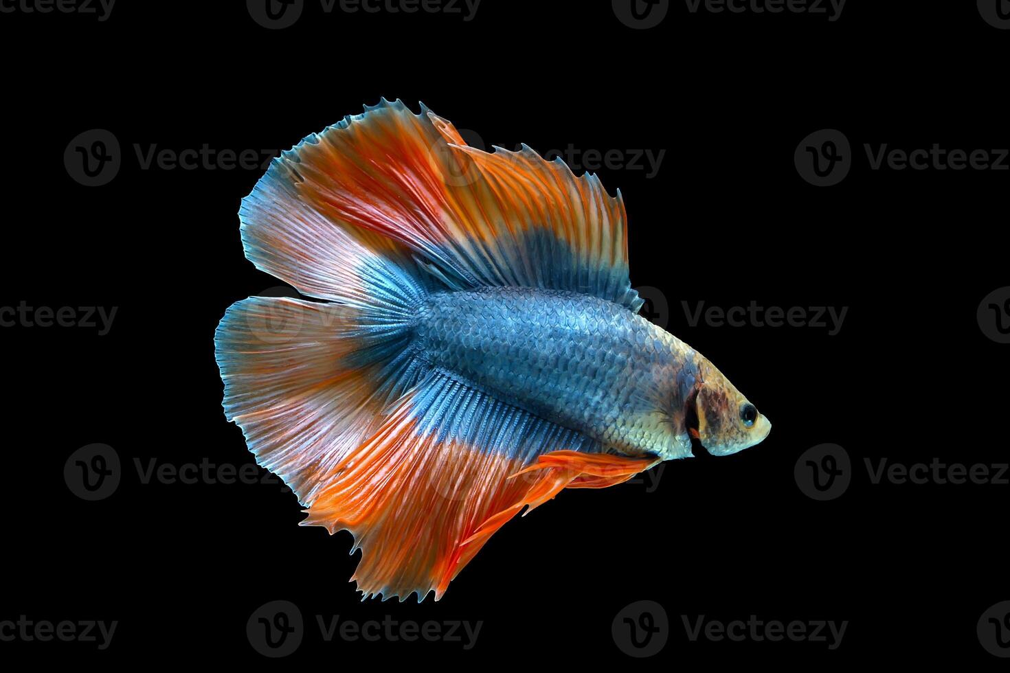 Orange Double tail Halfmoon Betta fish photo
