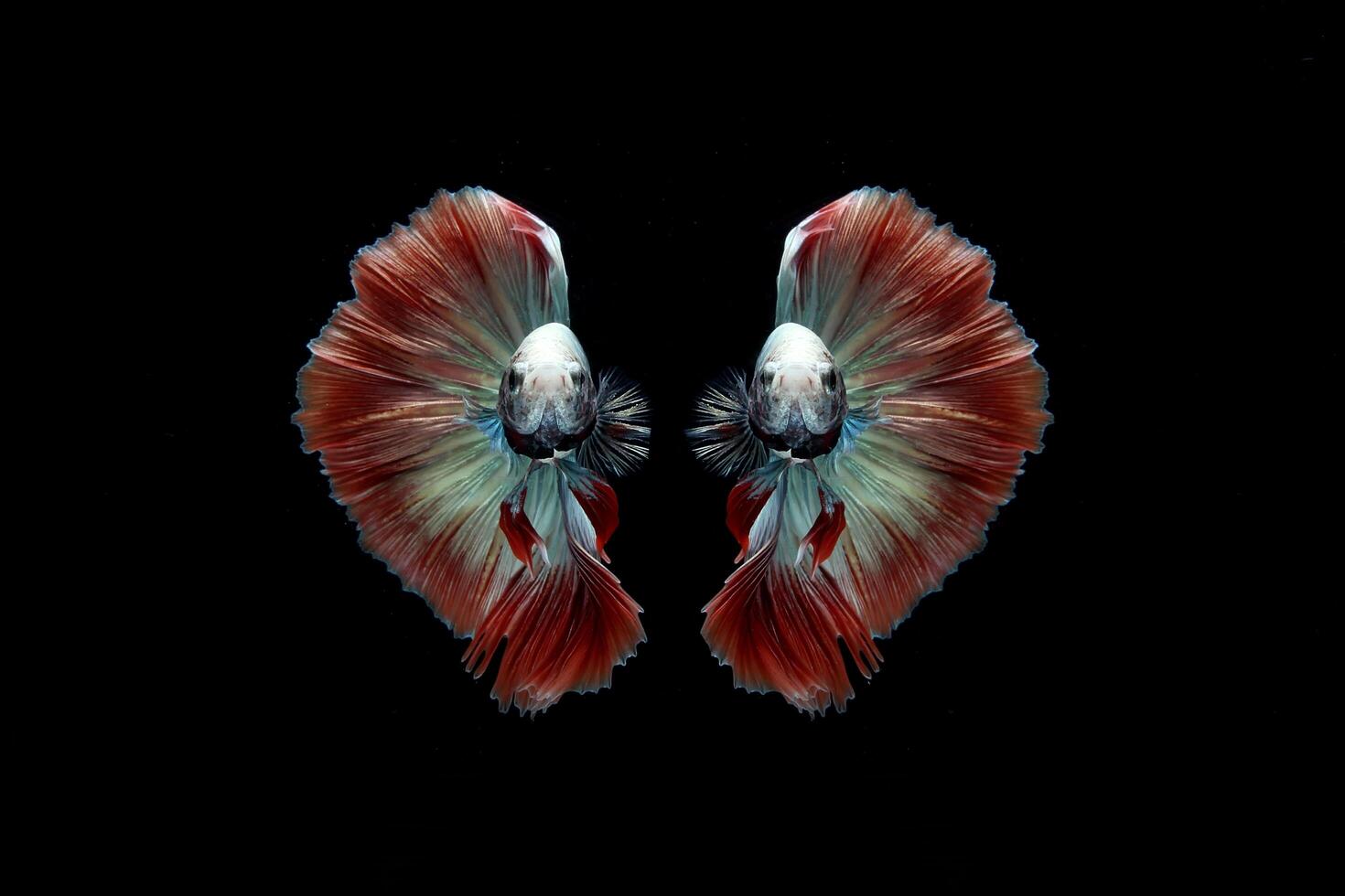 Fancy rose tail half moon betta fish on black photo