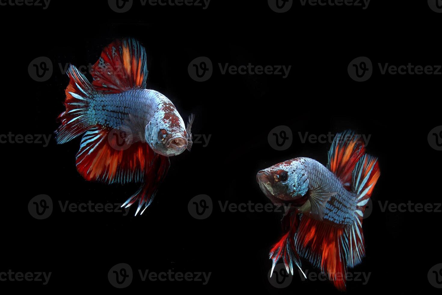 Dragon nemo, betta fish on black background photo