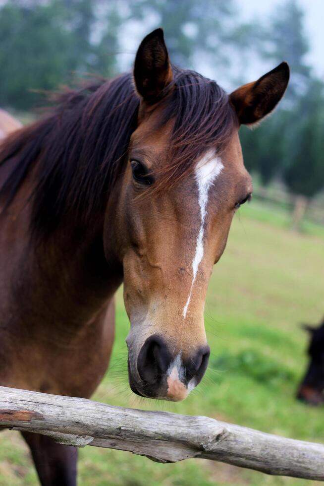 white and brown horse on the grass land in the farm. focus on white horse photo