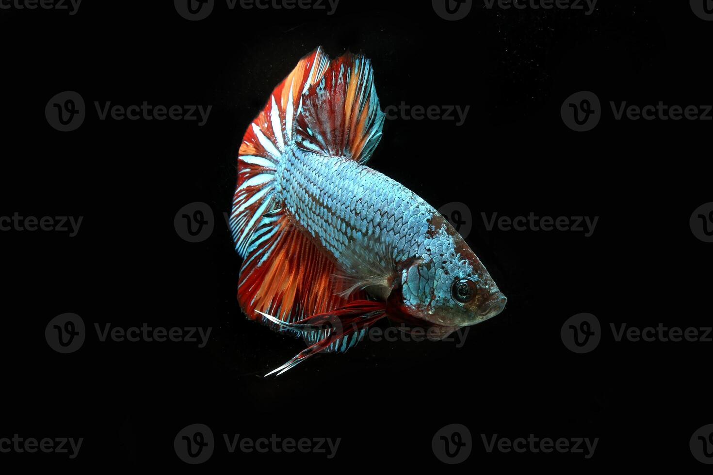 Dragon nemo, betta fish on black background photo