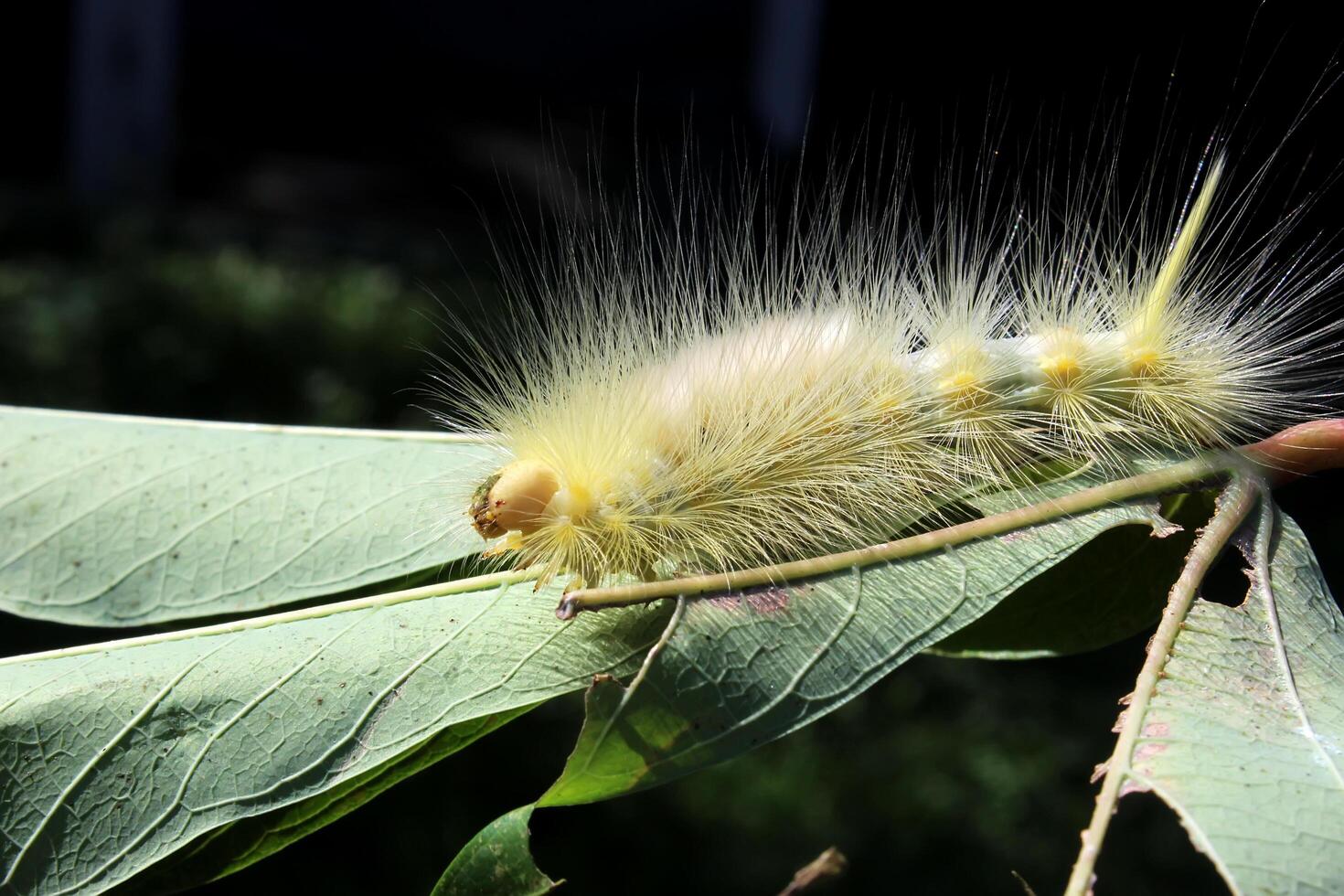 yellowish-white caterpillars crawling on a branch photo