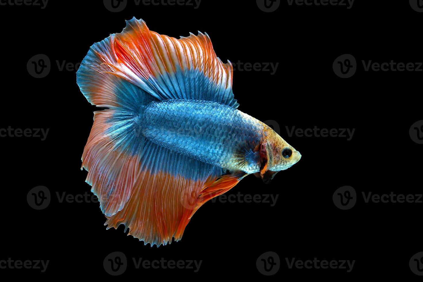 Orange Double tail Halfmoon Betta fish photo