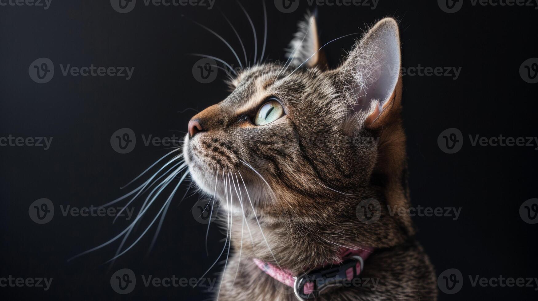 AI generated Cat with a cat collar professional photography photo