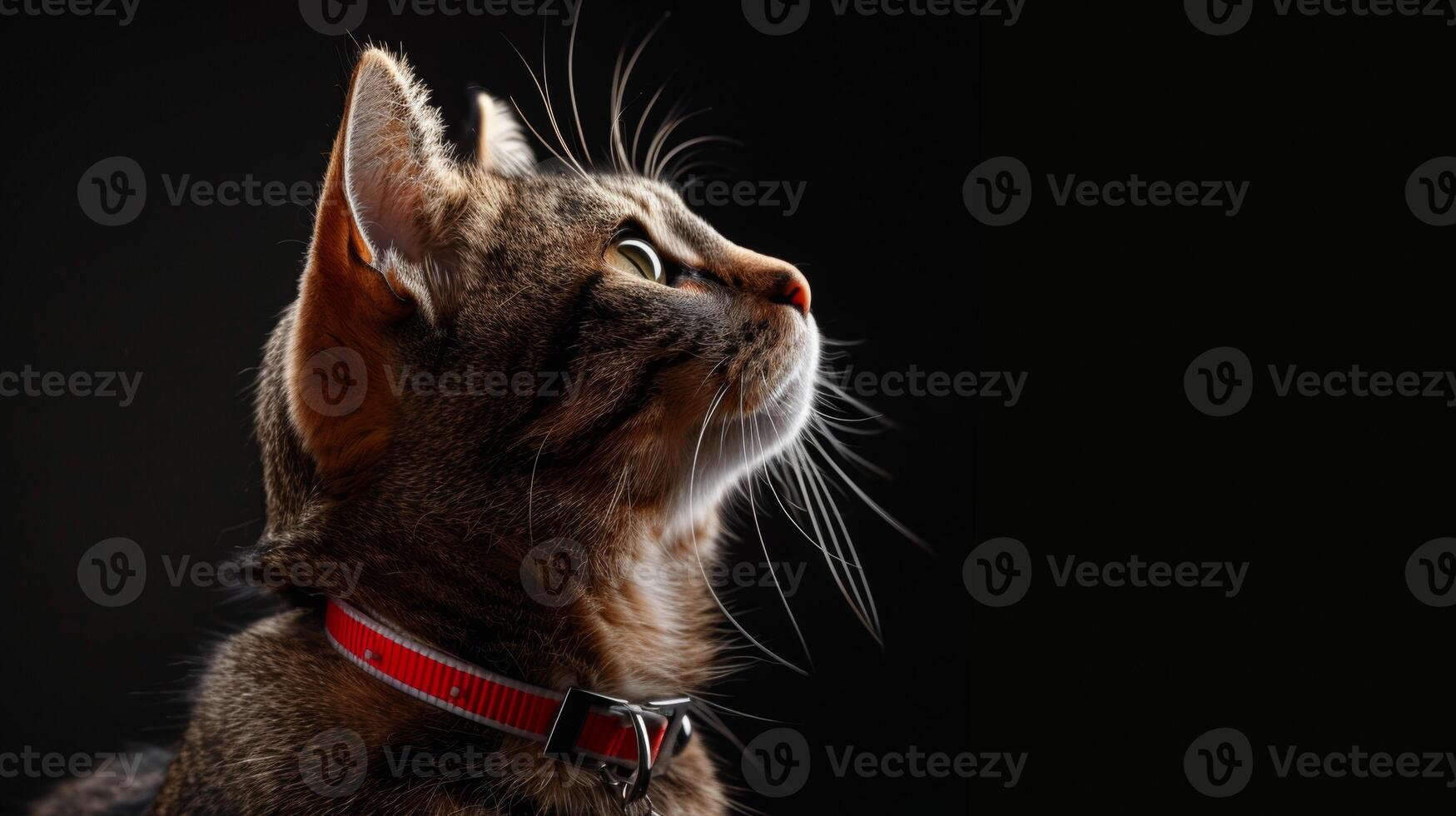 AI generated Cat with a cat collar professional photography photo