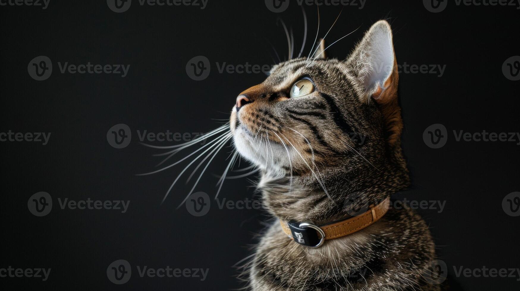 AI generated Cat with a cat collar professional photography photo