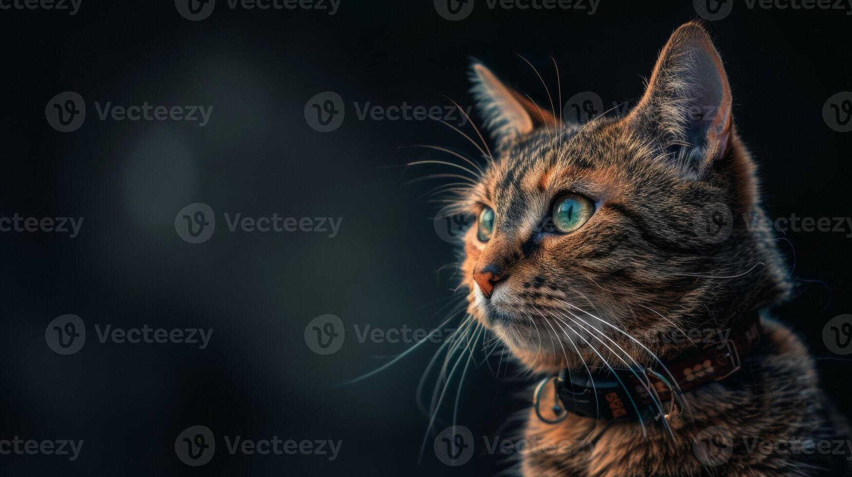 AI generated Cat with a cat collar professional photography photo