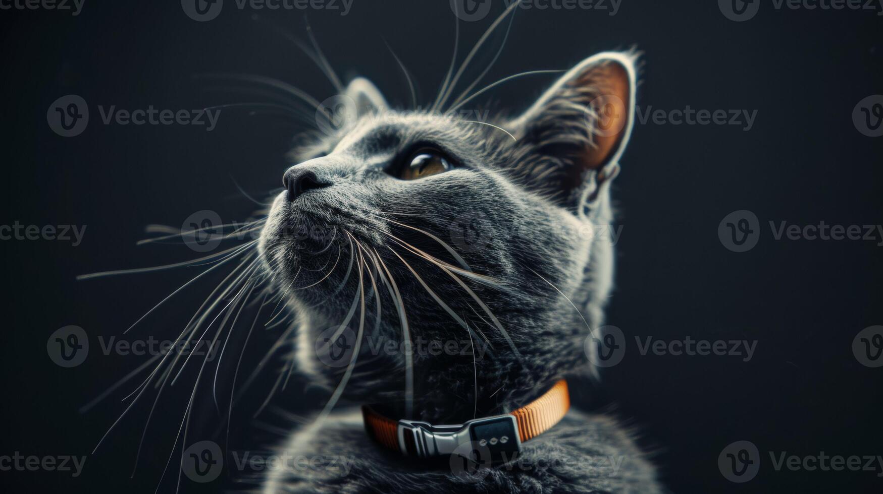 AI generated Cat with a cat collar professional photography photo