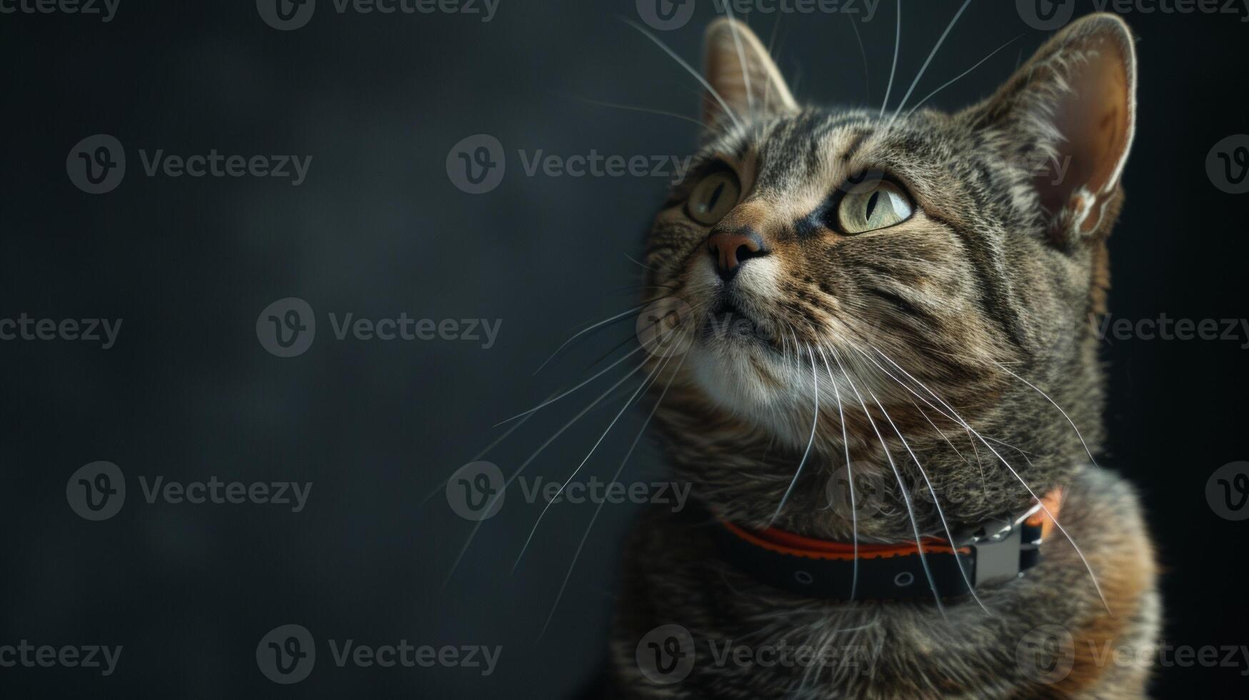 AI generated Cat with a cat collar professional photography photo