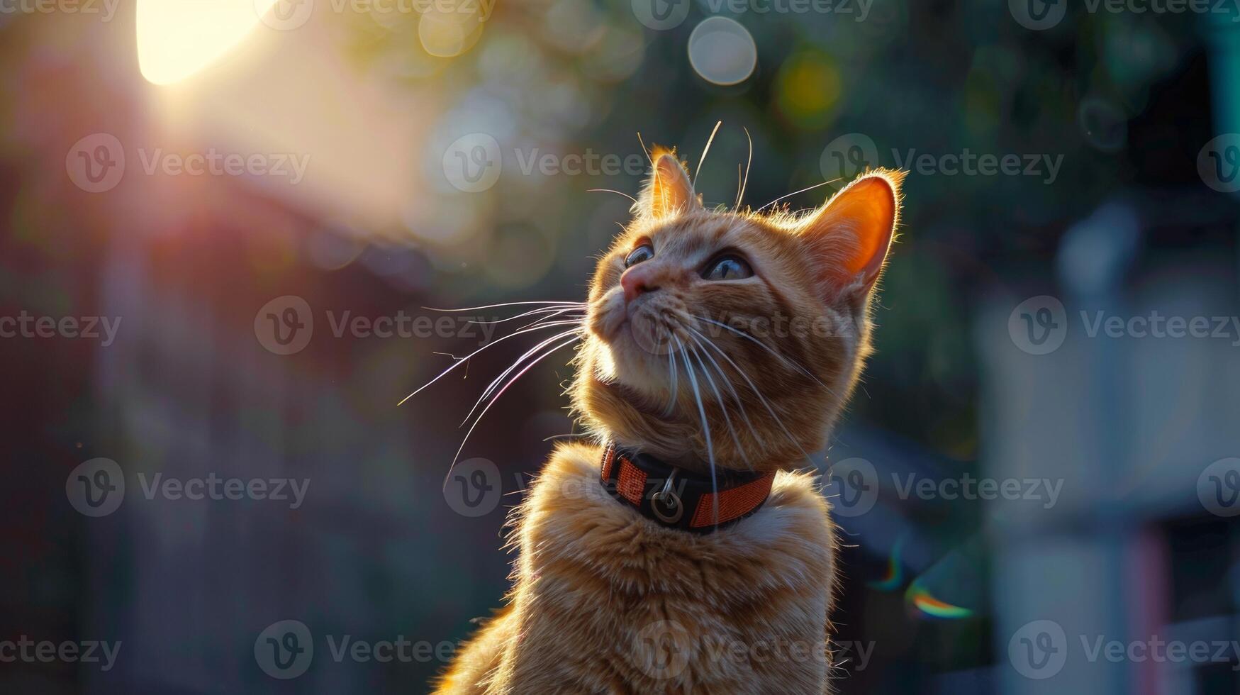 AI generated Cat with a cat collar professional photography photo