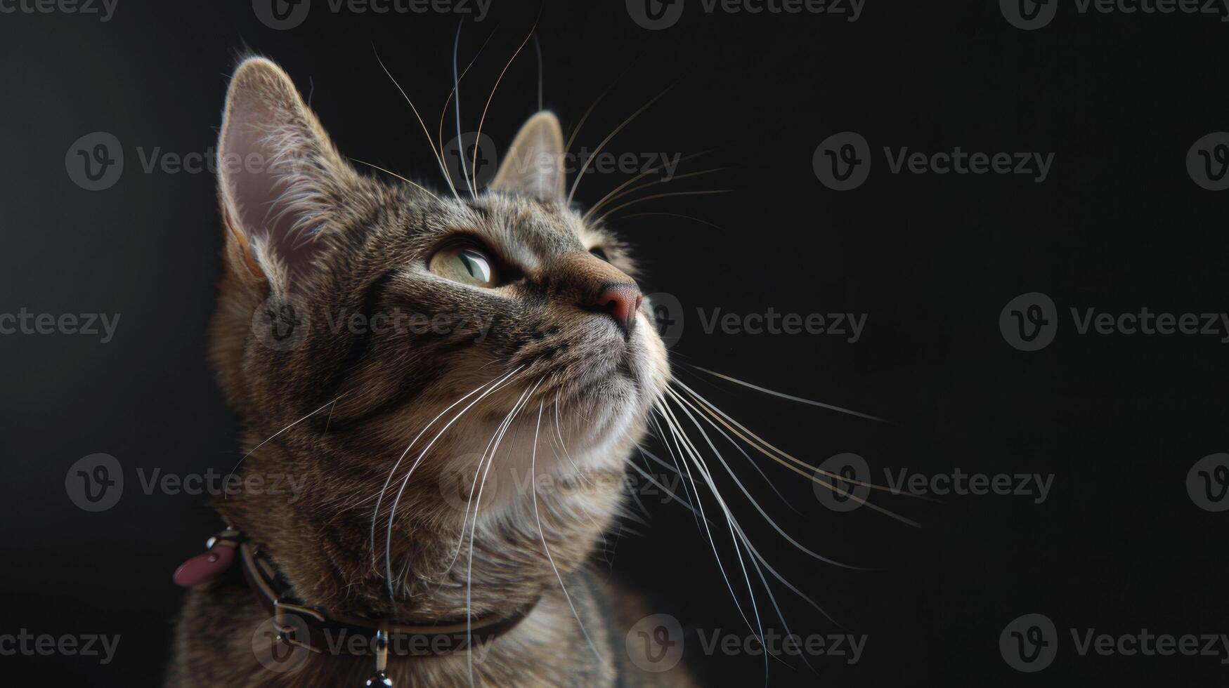 AI generated Cat with a cat collar professional photography photo