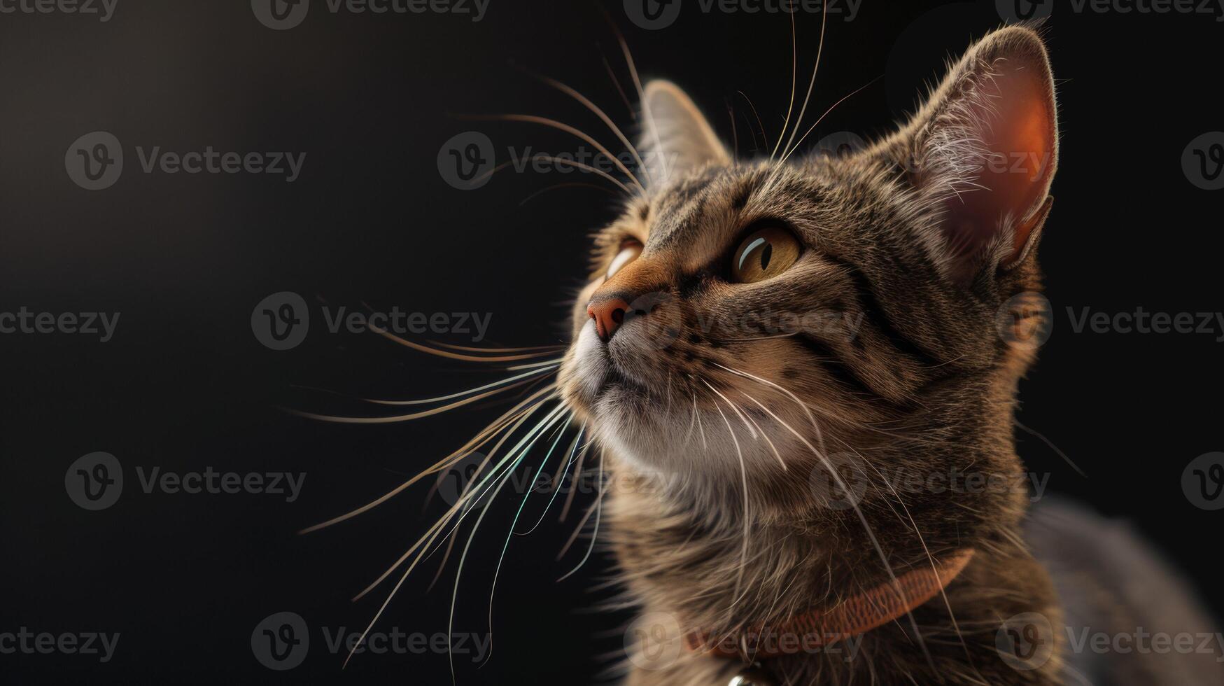 AI generated Cat with a cat collar professional photography photo