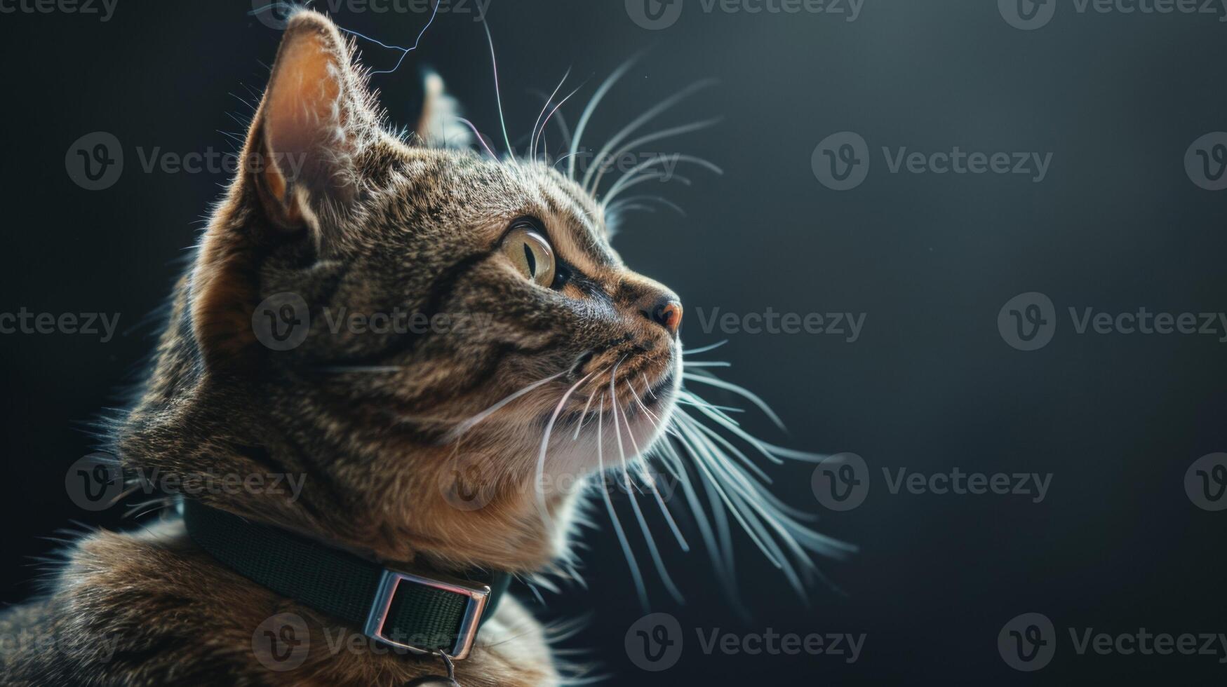 AI generated Cat with a cat collar professional photography photo