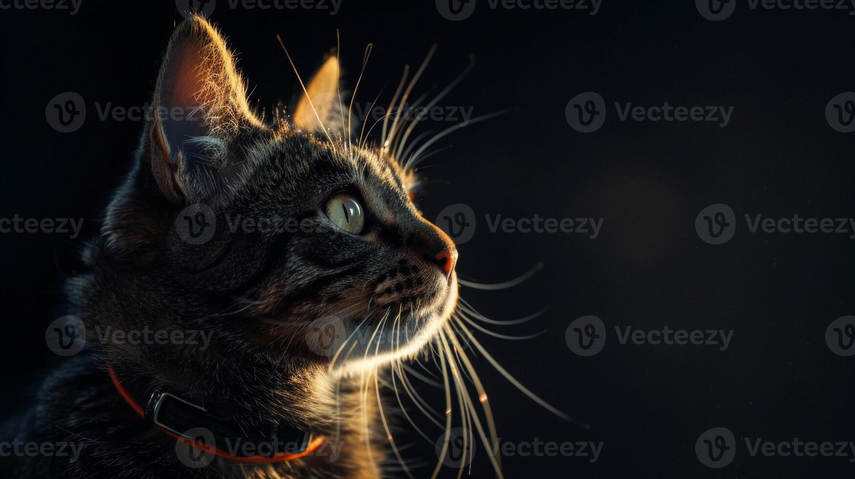 AI generated Cat with a cat collar professional photography photo