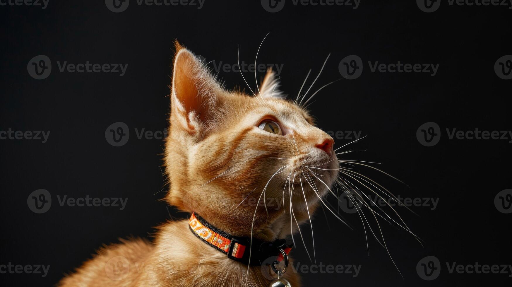 AI generated Cat with a cat collar professional photography photo