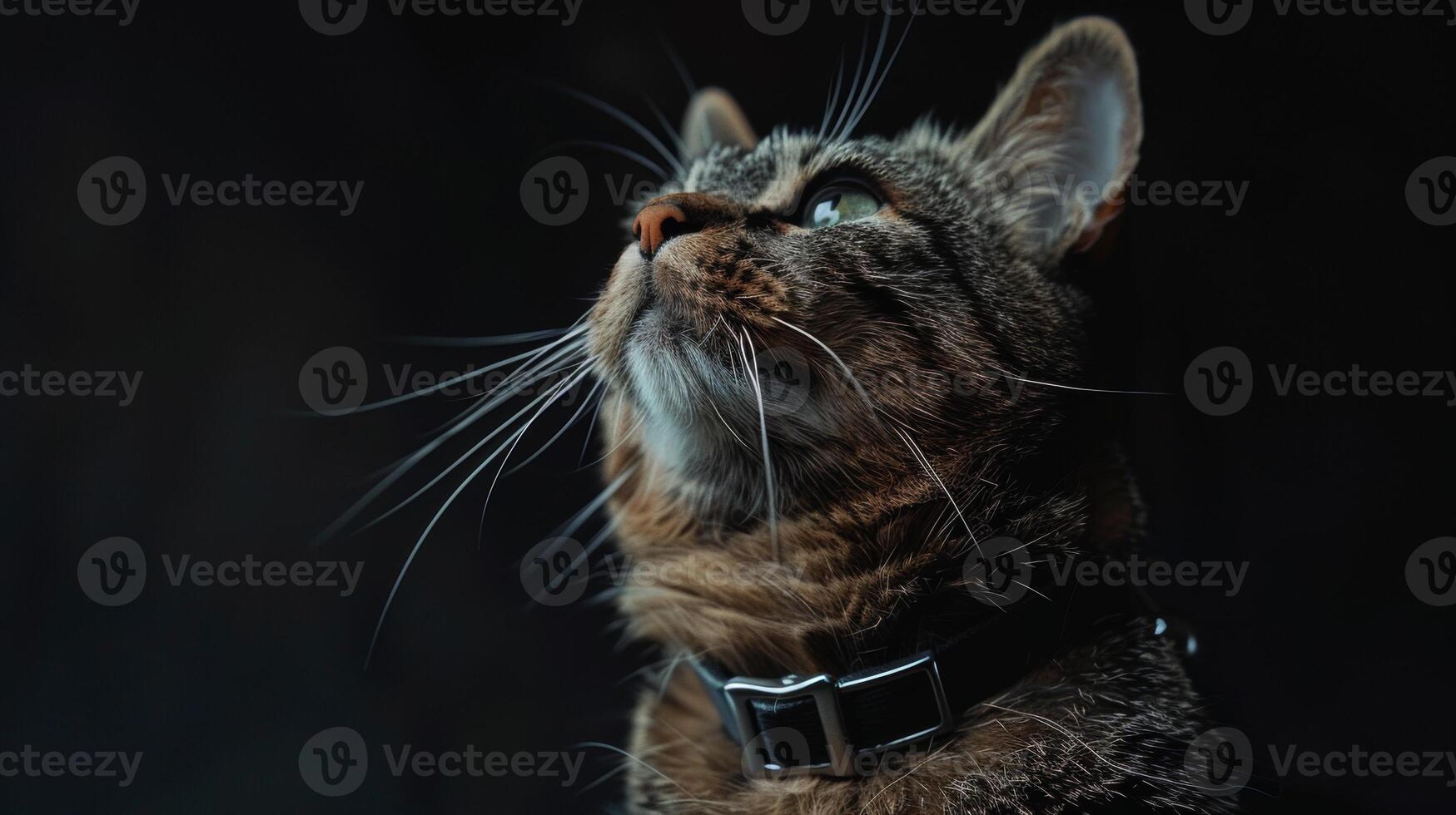AI generated Cat with a cat collar professional photography photo