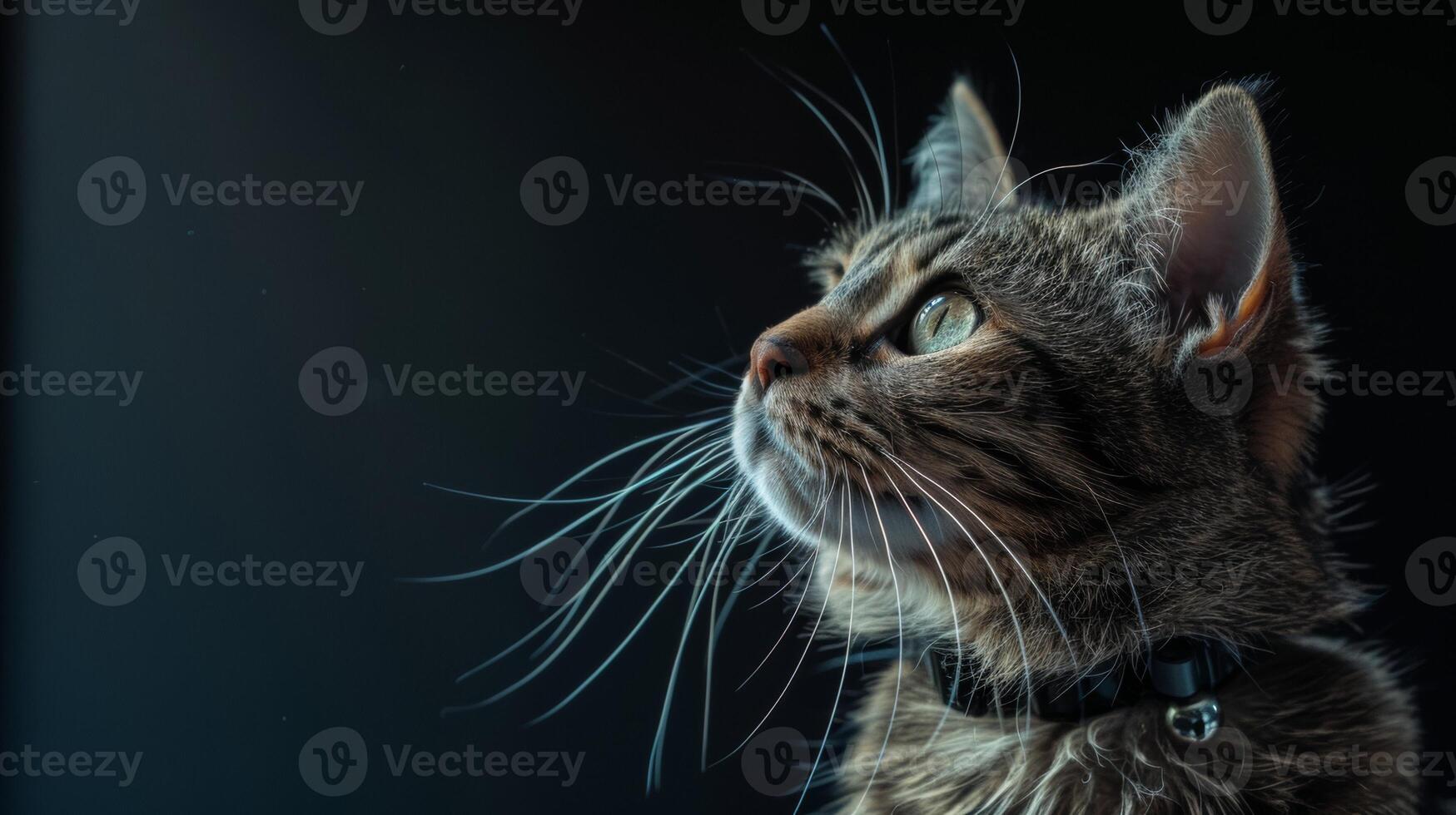 AI generated Cat with a cat collar professional photography photo