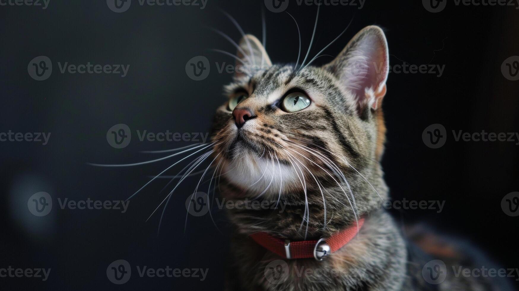 AI generated Cat with a cat collar professional photography photo