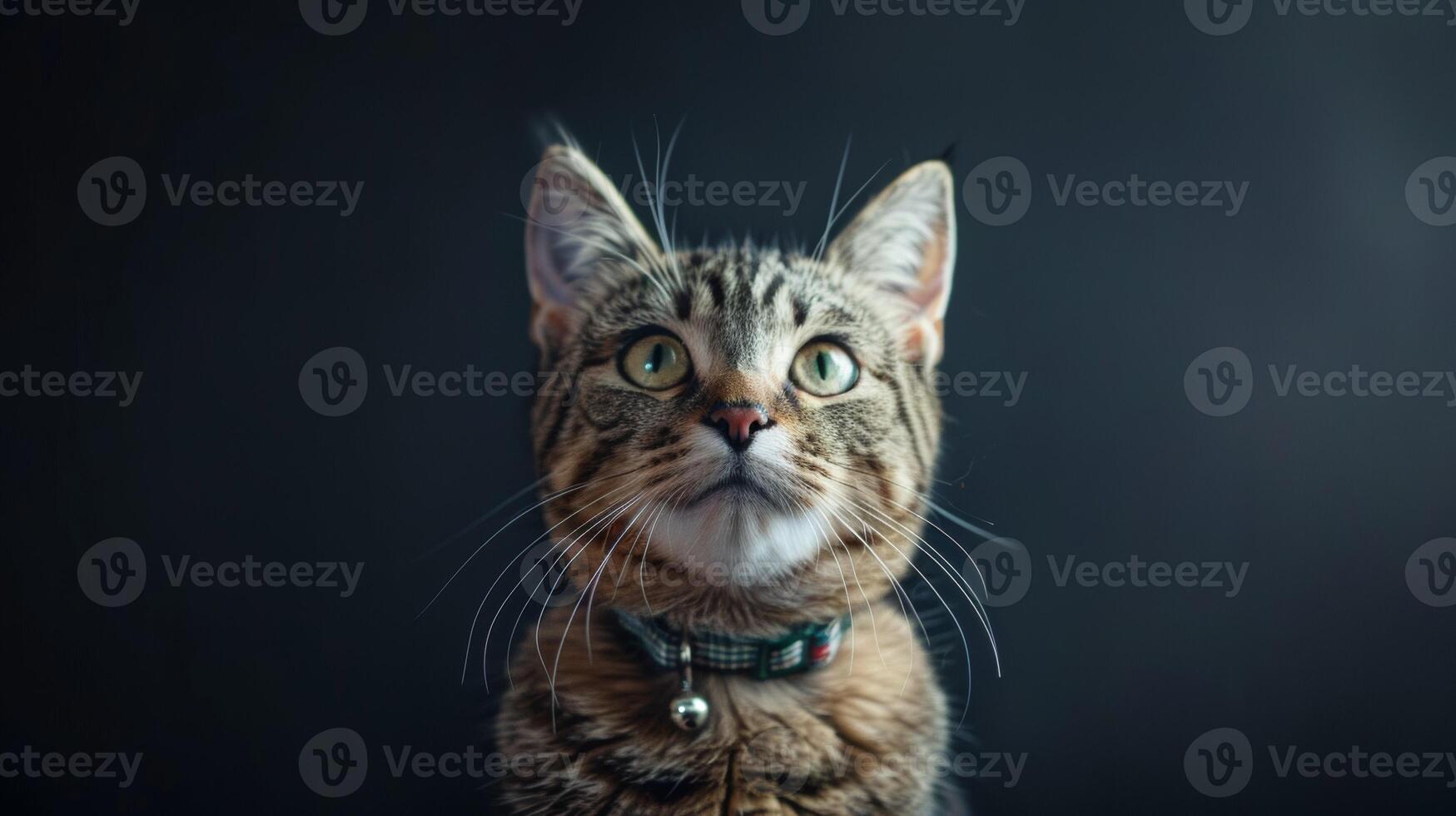 AI generated Cat with a cat collar professional photography photo
