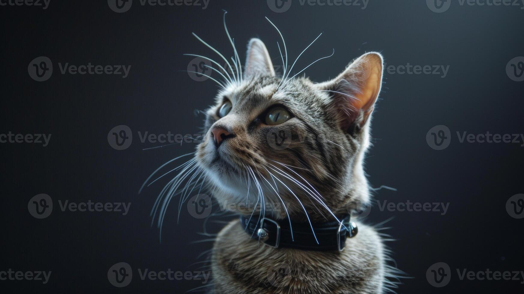 AI generated Cat with a cat collar professional photography photo