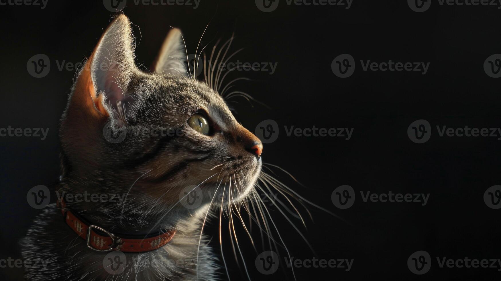 AI generated Cat with a cat collar professional photography photo