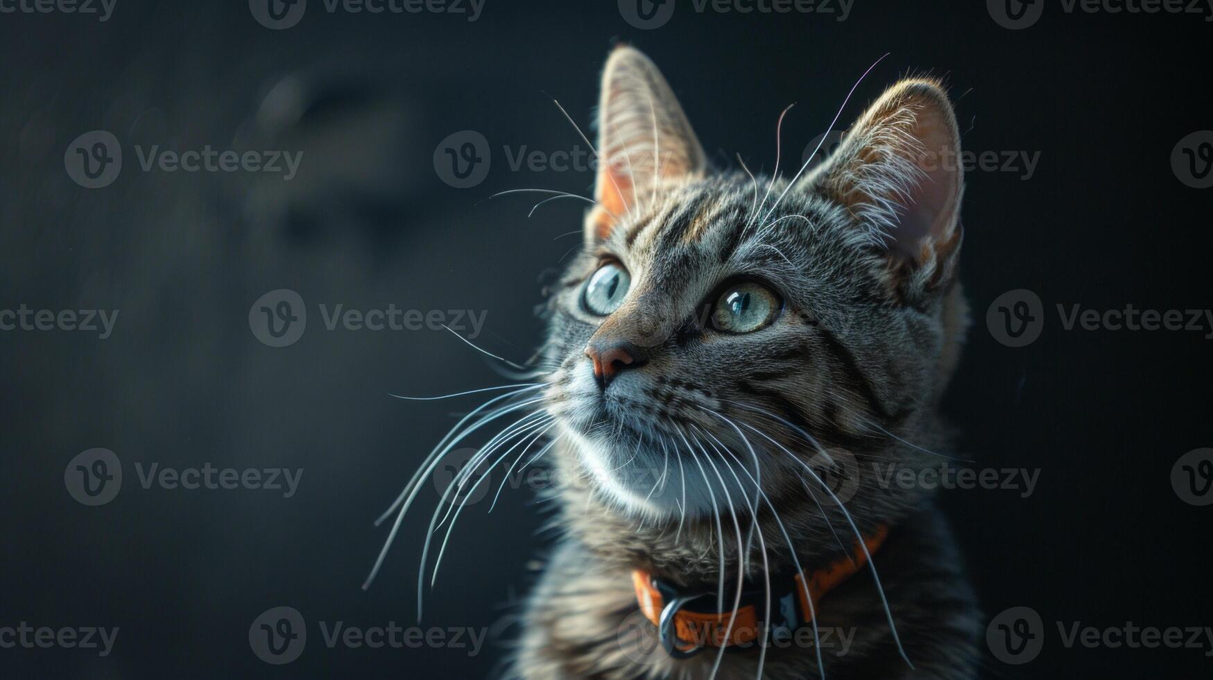 AI generated Cat with a cat collar professional photography photo