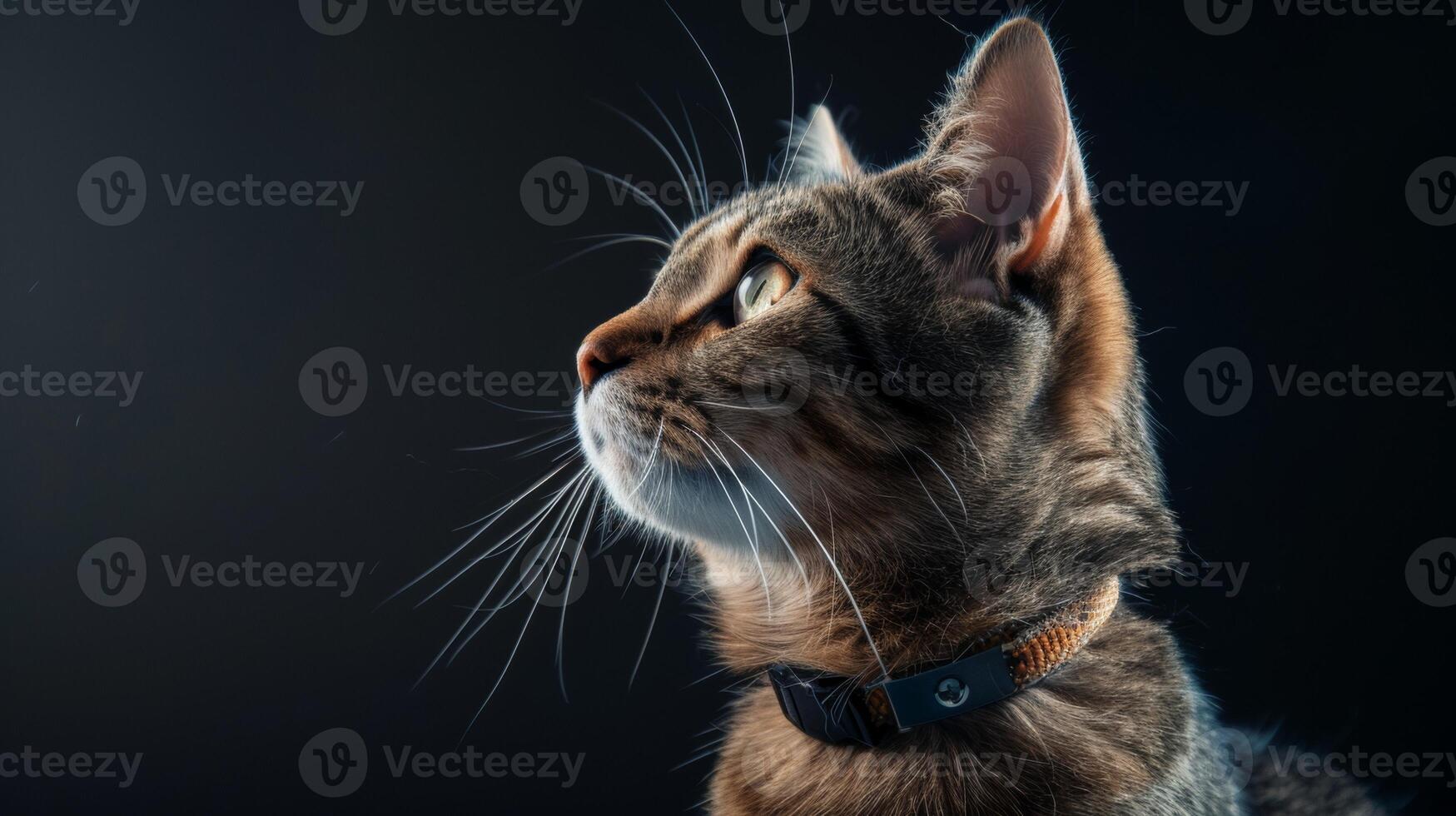 AI generated Cat with a cat collar professional photography photo