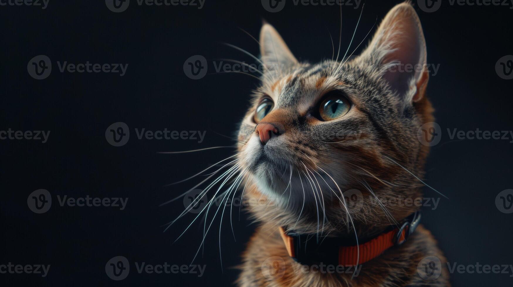 AI generated Cat with a cat collar professional photography photo
