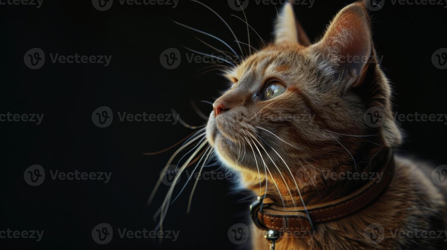 AI generated Cat with a cat collar professional photography photo