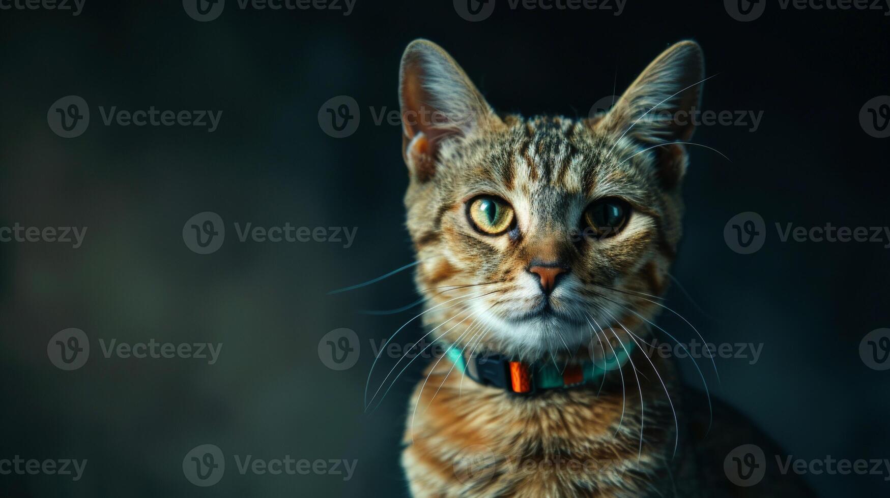 AI generated Cat with a cat collar professional photography photo
