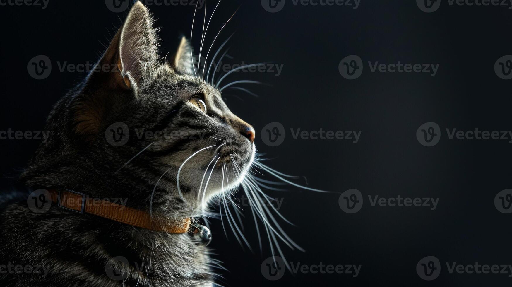 AI generated Cat with a cat collar professional photography photo