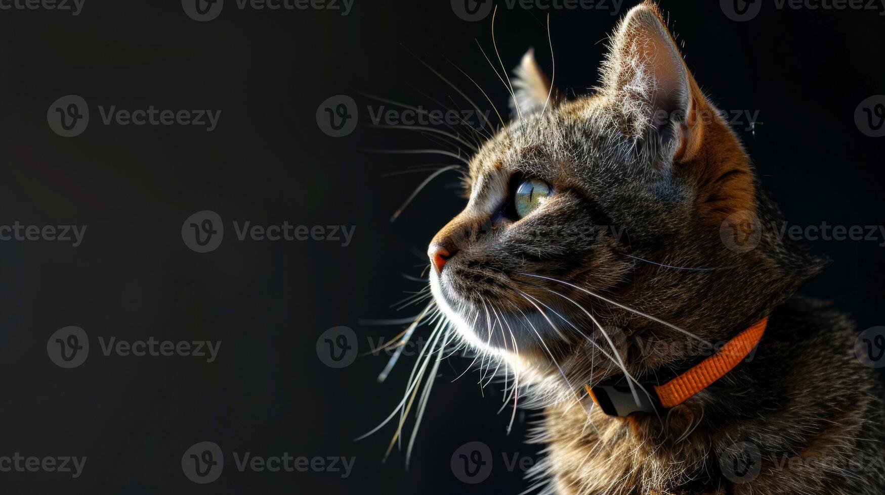 AI generated Cat with a cat collar professional photography photo