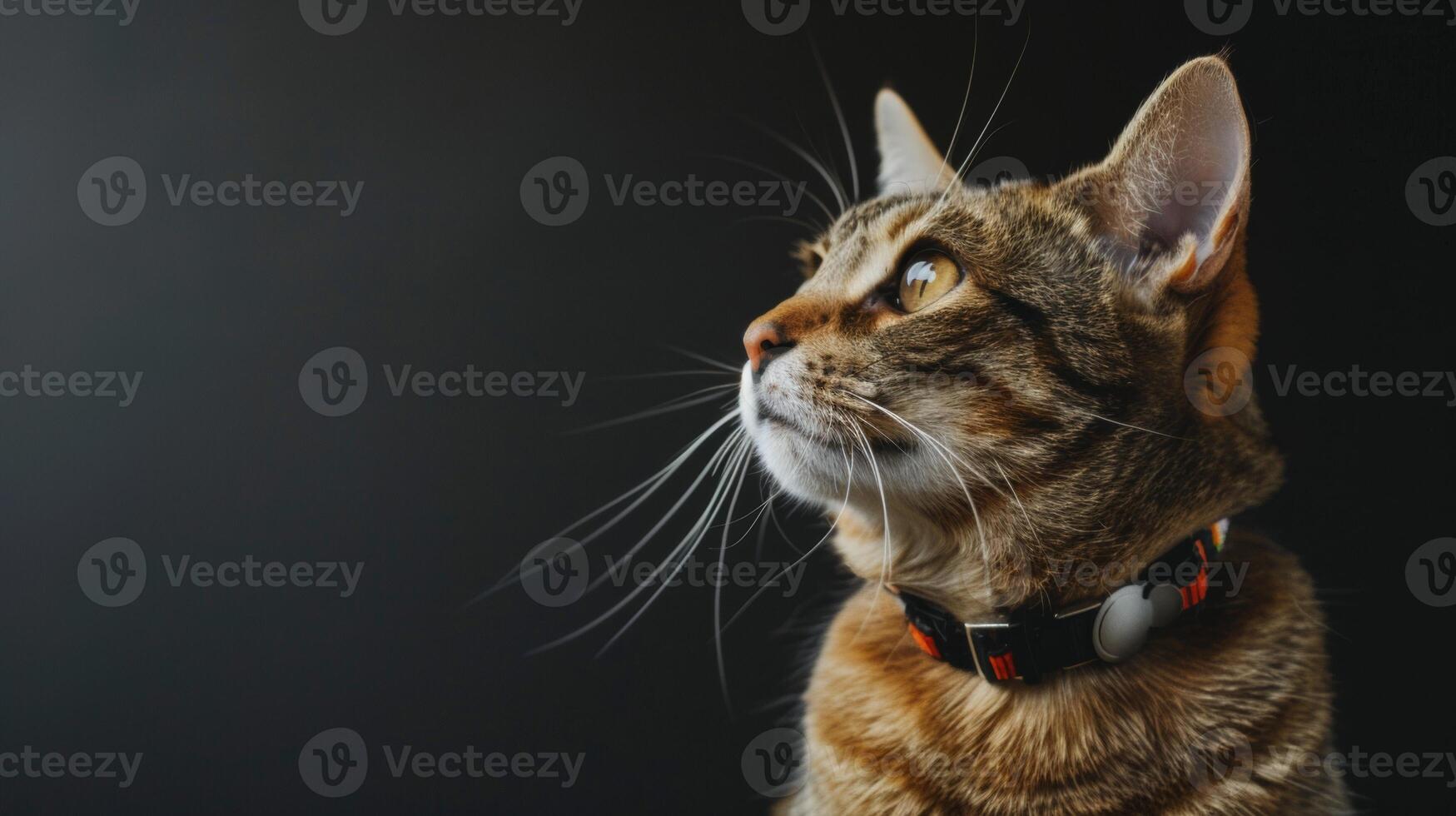 AI generated Cat with a cat collar professional photography photo