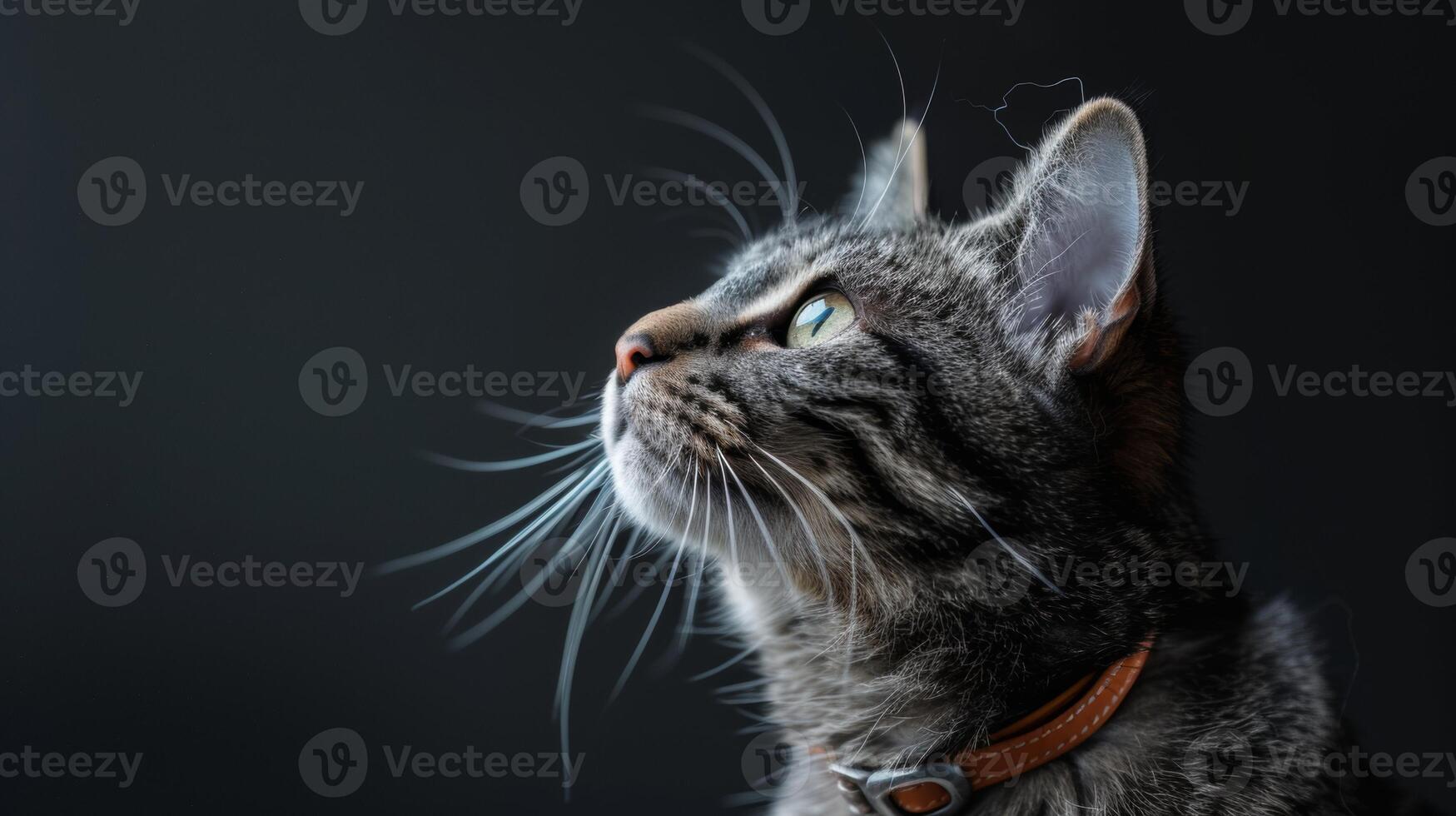 AI generated Cat with a cat collar professional photography photo