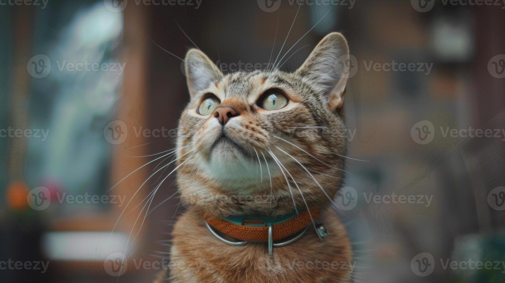 AI generated Cat with a cat collar professional photography photo