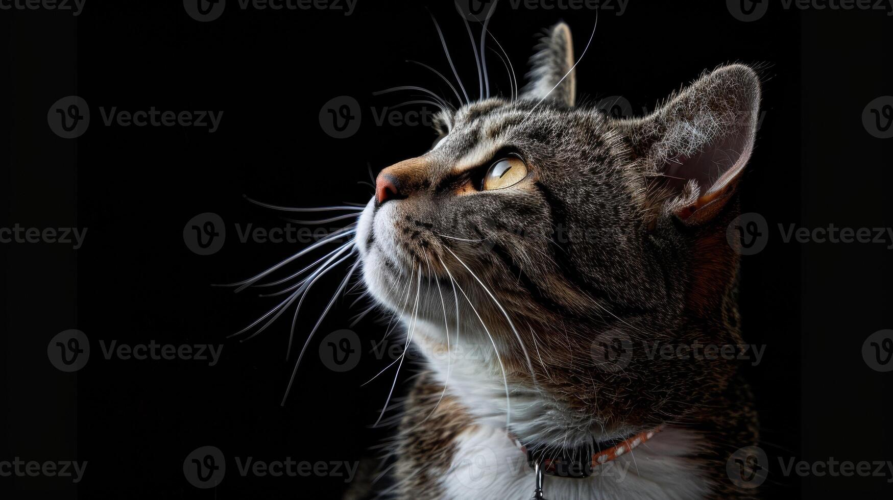 AI generated Cat with a cat collar professional photography photo