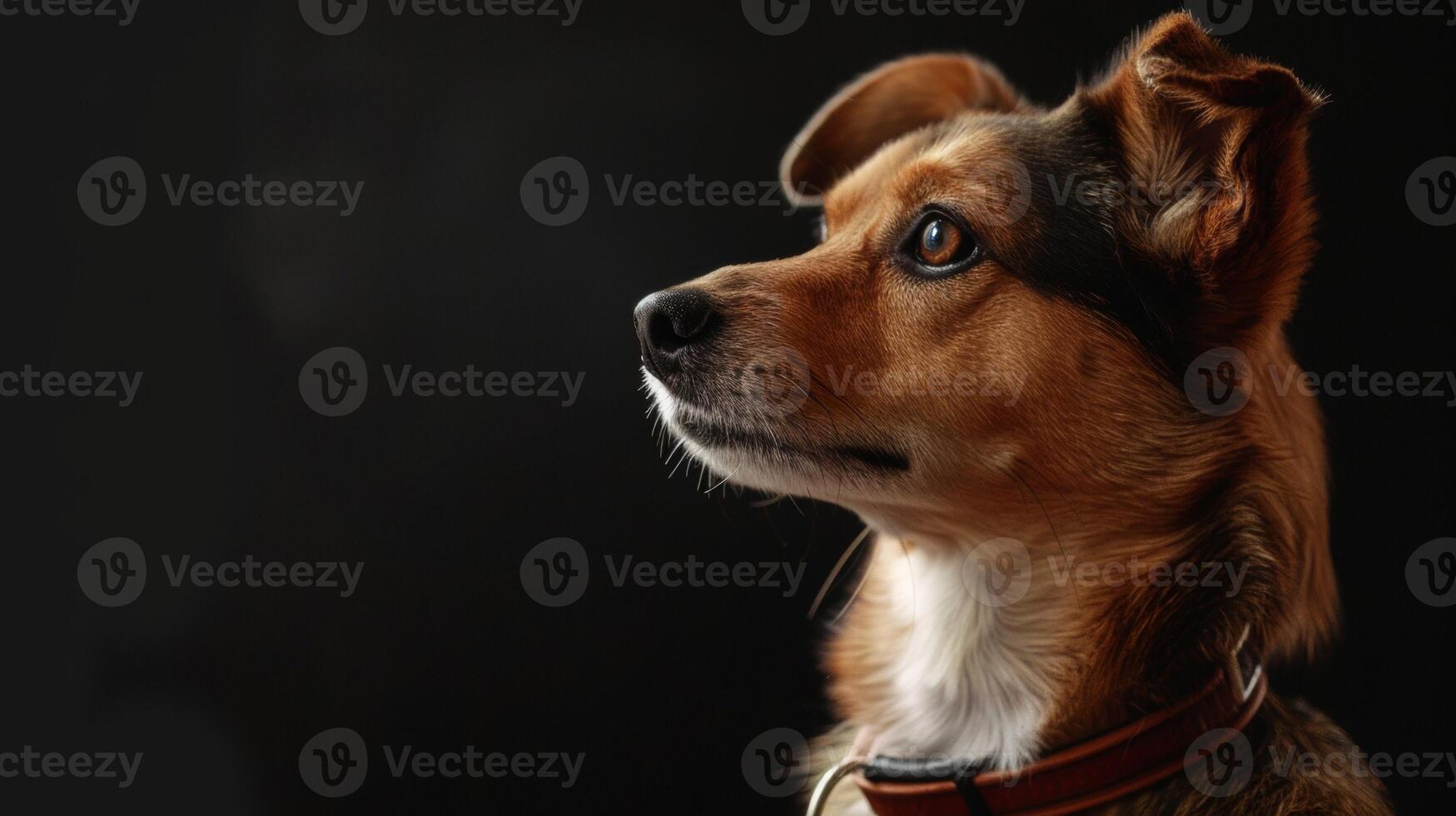 AI generated dog with a dog collar professional photography photo