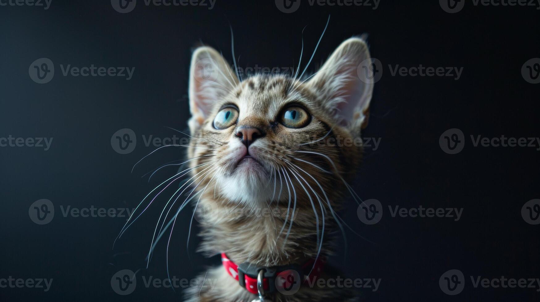 AI generated Cat with a cat collar professional photography photo