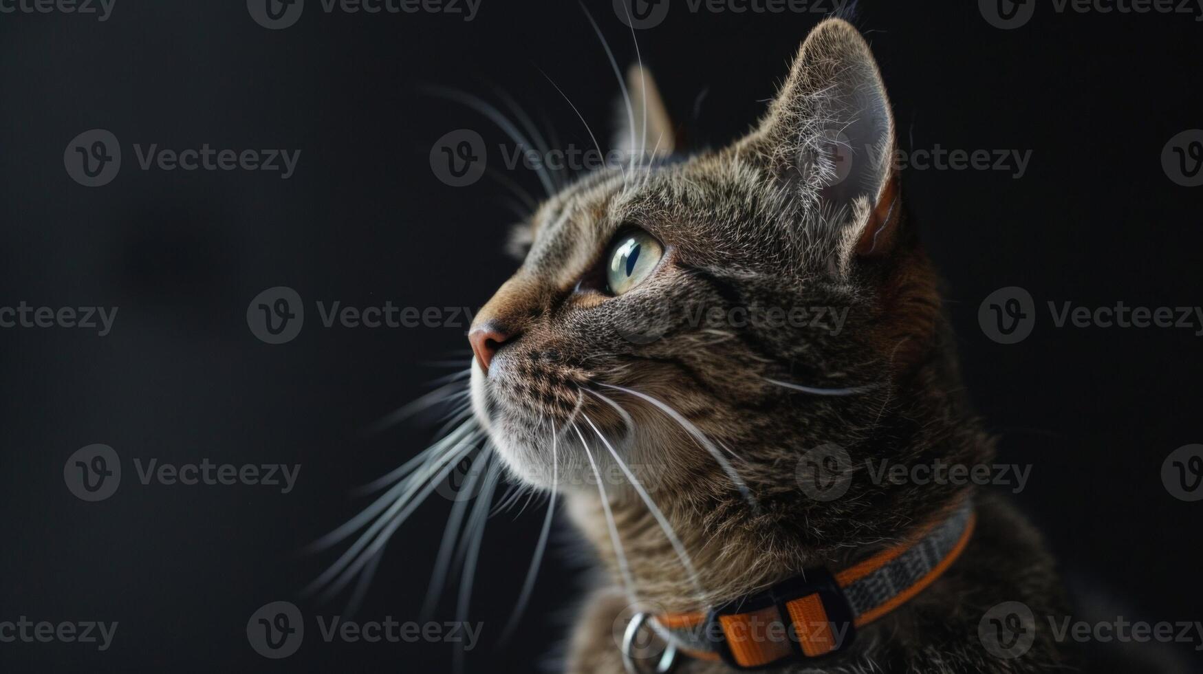 AI generated Cat with a cat collar professional photography photo